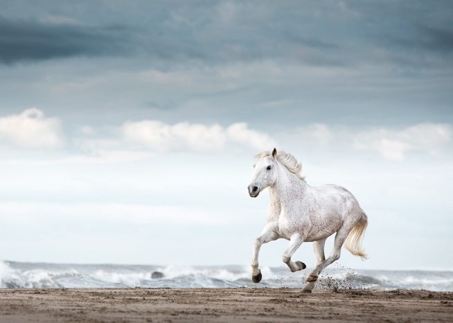 Running White Horse Poster