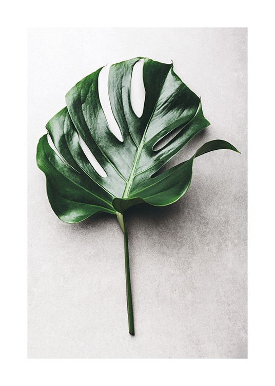 Green Monstera Leaf No1 Poster