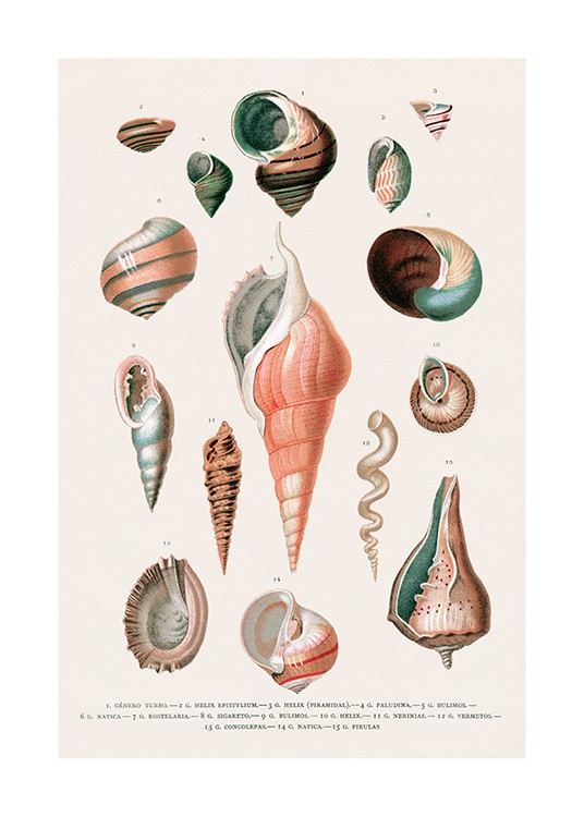 Vintage Seashells No2 Poster
