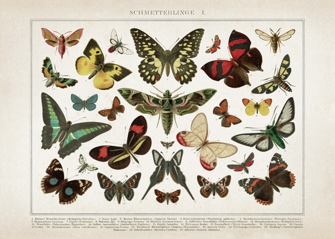 Vintage Butterflies No1 Poster