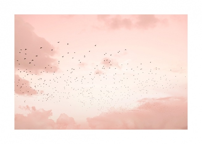 Flock of Birds Poster
