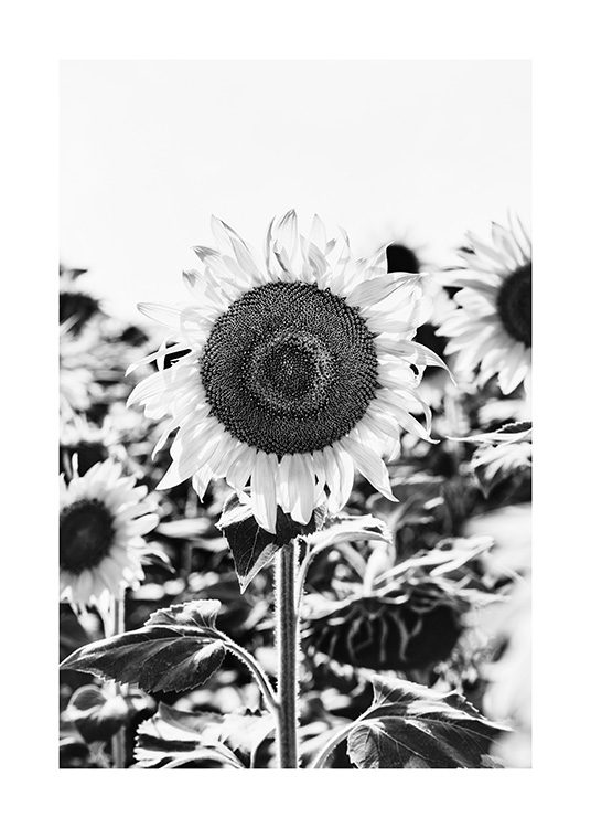 Sunflower B&W Poster