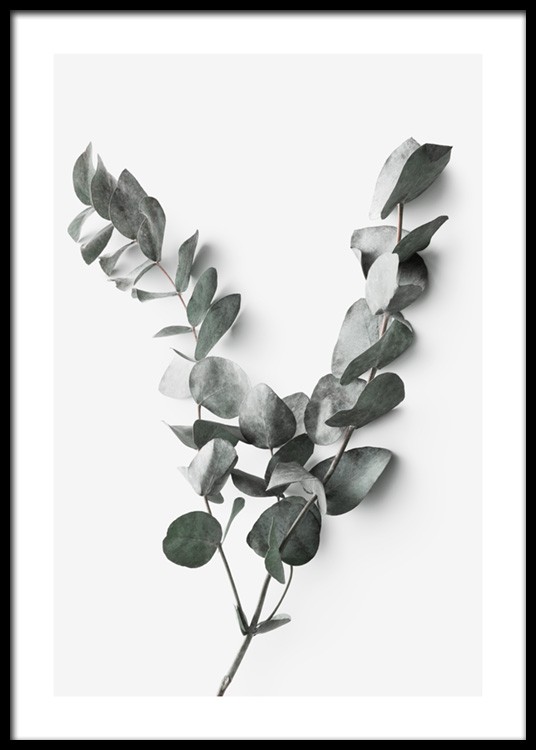Eucalyptus Twigs No2 Poster