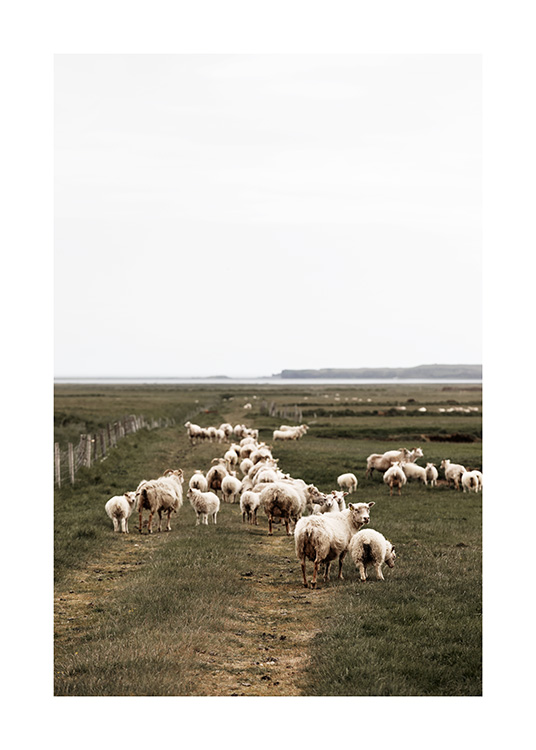 Sheep of Iceland Poster