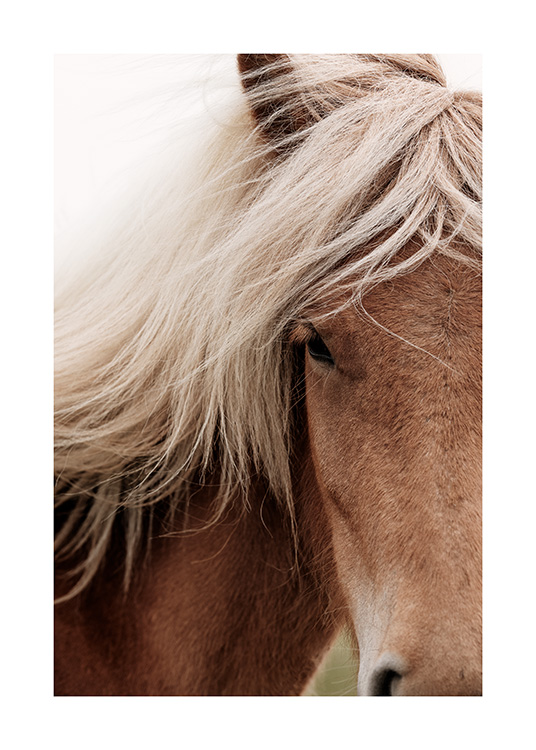 Chestnut Horse Poster