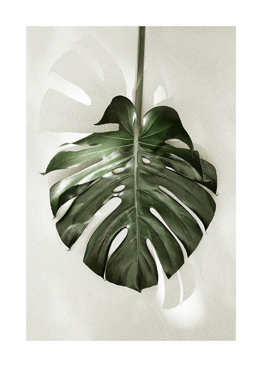 Monstera in Sunlight Poster