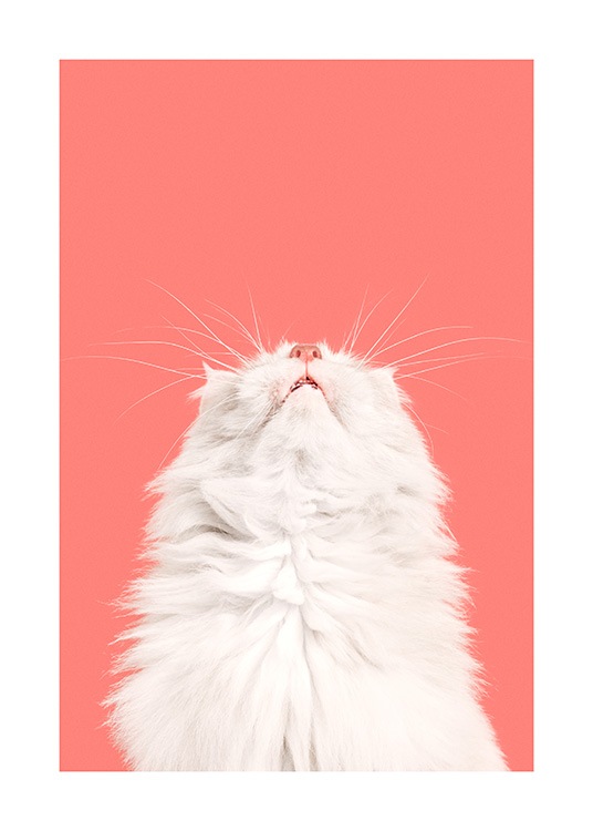 Fluffy Cat Poster