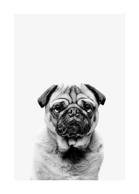 Black and White Pug Poster