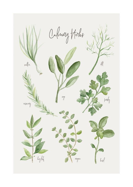 Summer Herbs Poster