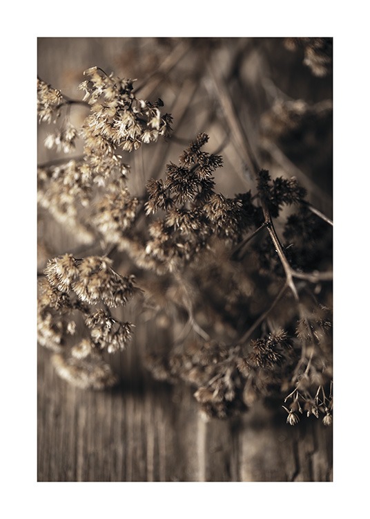 Dried Meadow Flower Poster