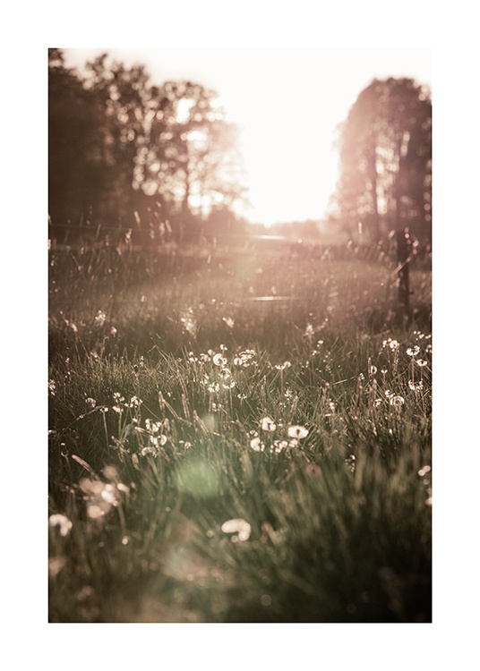 Meadow At Sunset Poster