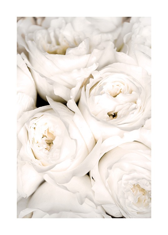  – Close up photograph of white roses bundled up close to each other