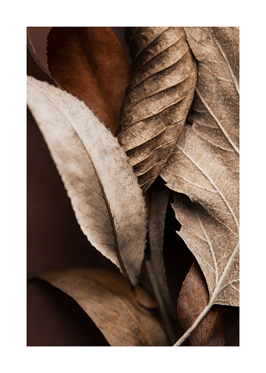 Brown Leaves Poster