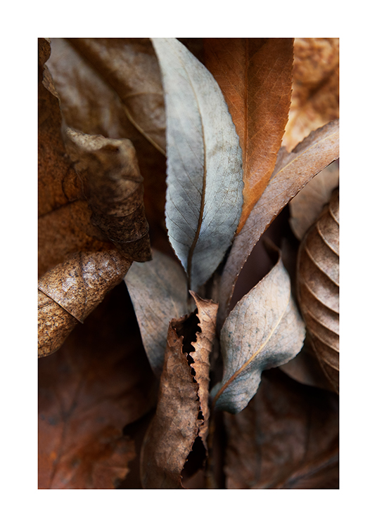 Autumn Leaves Poster
