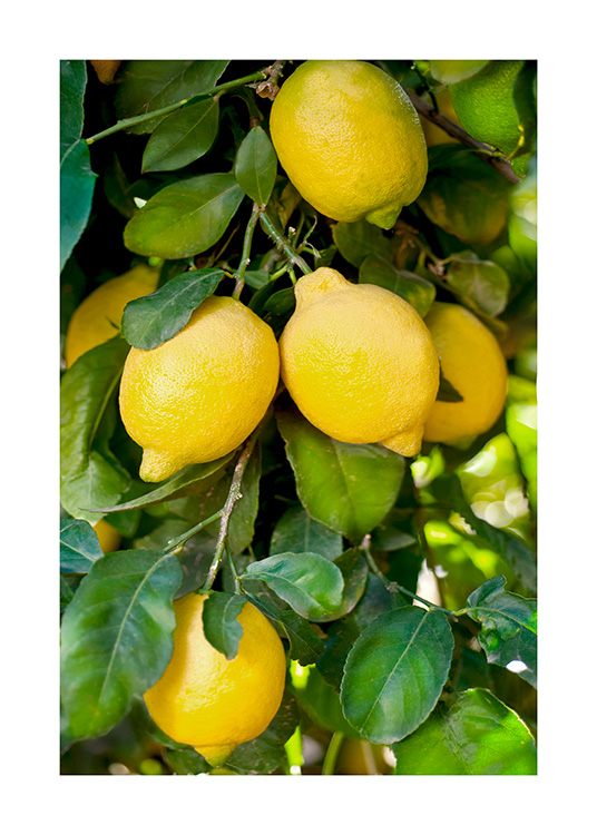  – Photograph of a bunch of yellow lemons and green leaves