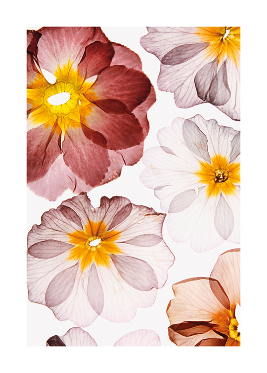  – Photograph of pressed flowers in pink and red with yellow centres on a light background