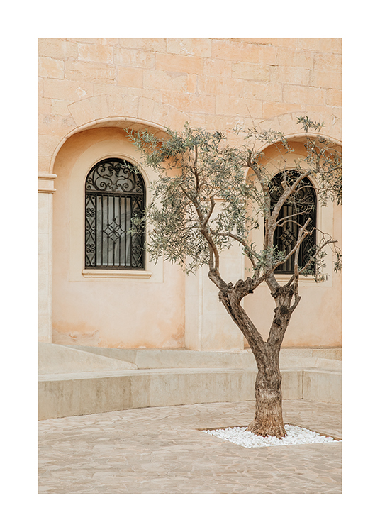  – An image of an olive tree on a street in Mallorca, Spain