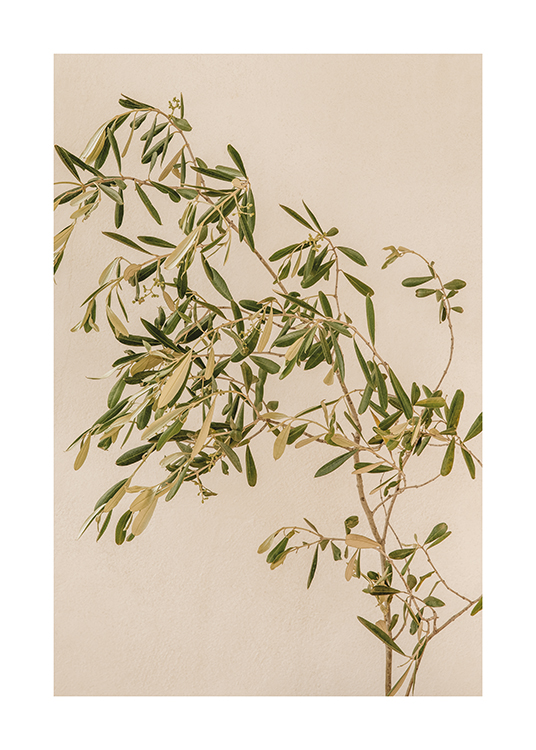  – An image of an olive branch on a beige background