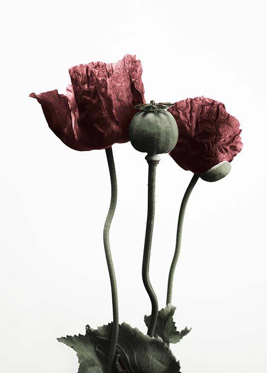  - Stylish plant poster with red poppies on a white background.