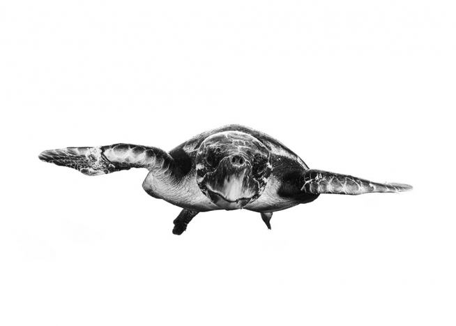 White And Turtle Poster