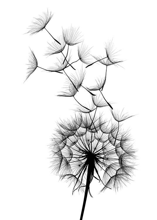  – Black and white botanical poster with a dandelion and seeds flying from it