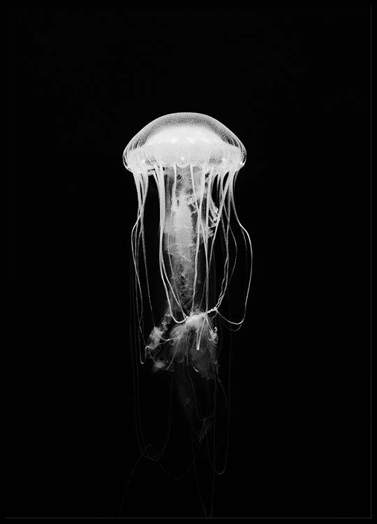 Jellyfish B W Poster