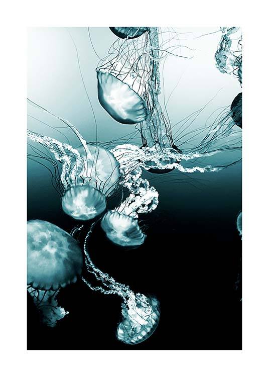 Jellyfishes Poster