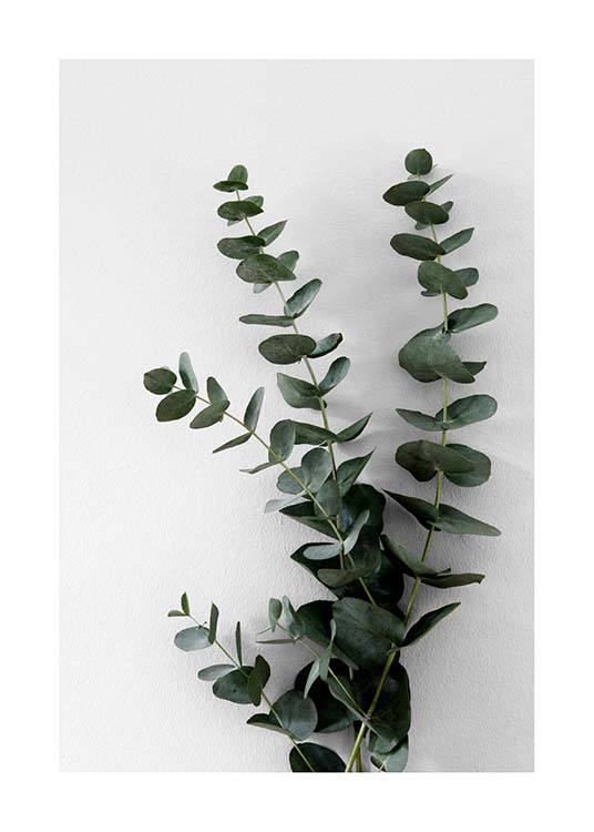  – Photograph of a bunch of eucalyptus branches with green leaves against a grey background