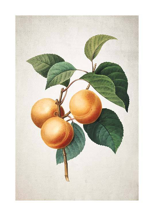Apricot Poster