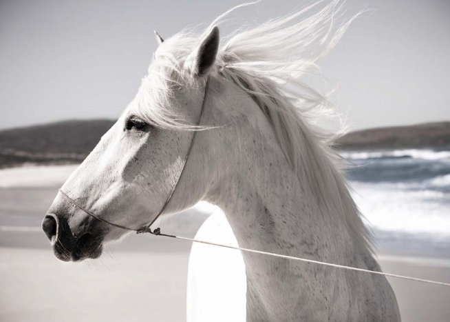 White Horse On Beach Poster