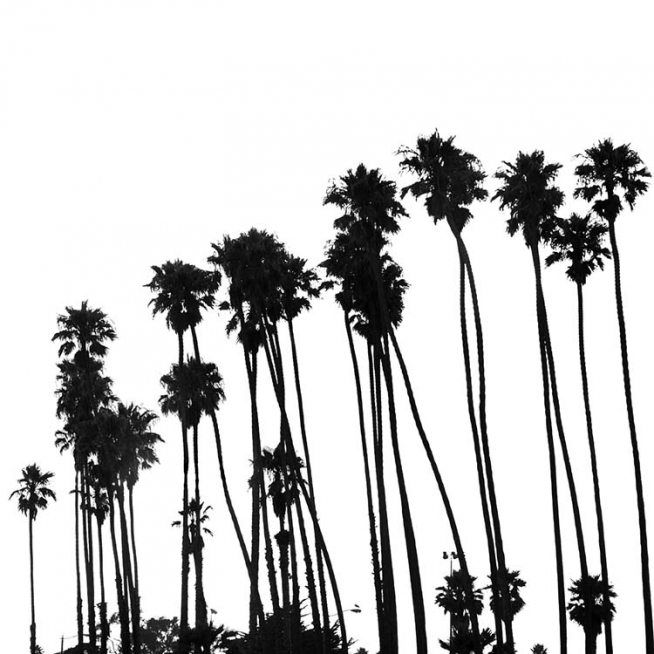 Venice Beach Palm Trees No1 Poster