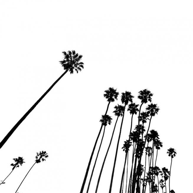 Venice Beach Palm Trees No2 Poster