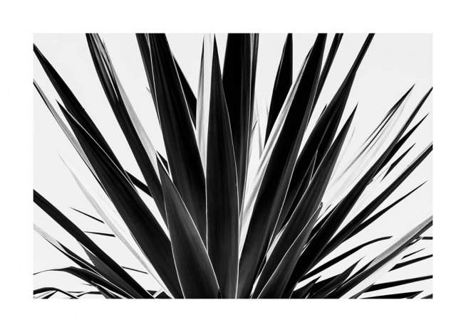 Agave B&W Poster