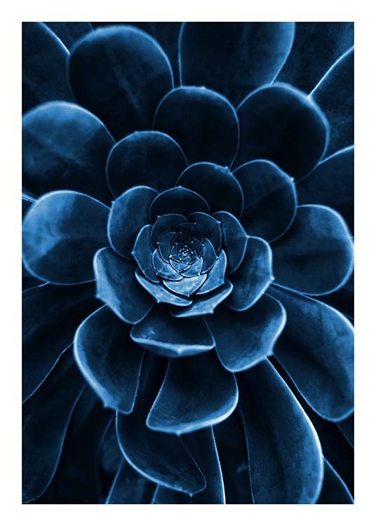 Blue Succulent Poster