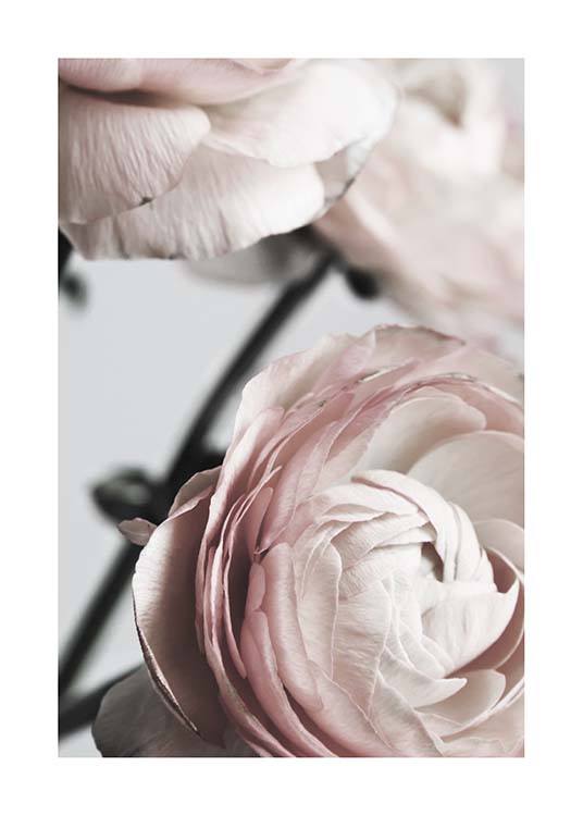 Pink Ranunculus Two Poster / Photographs at Desenio AB (3924)
