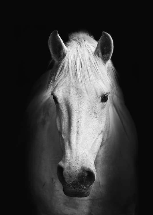 Horse B&W, Poster