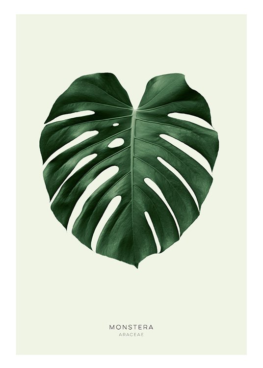 Green Monstera, Poster