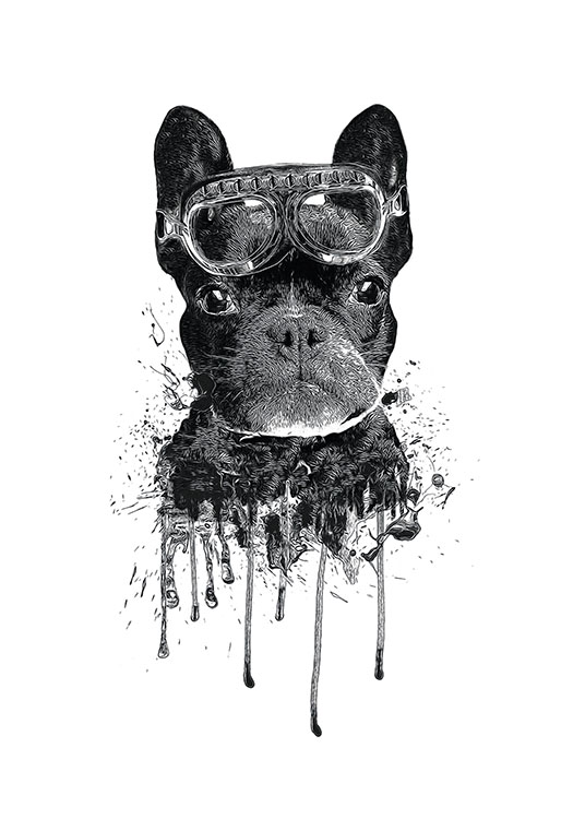 French Bulldog, Poster
