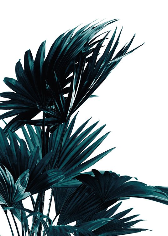 Palm Leaves, Poster