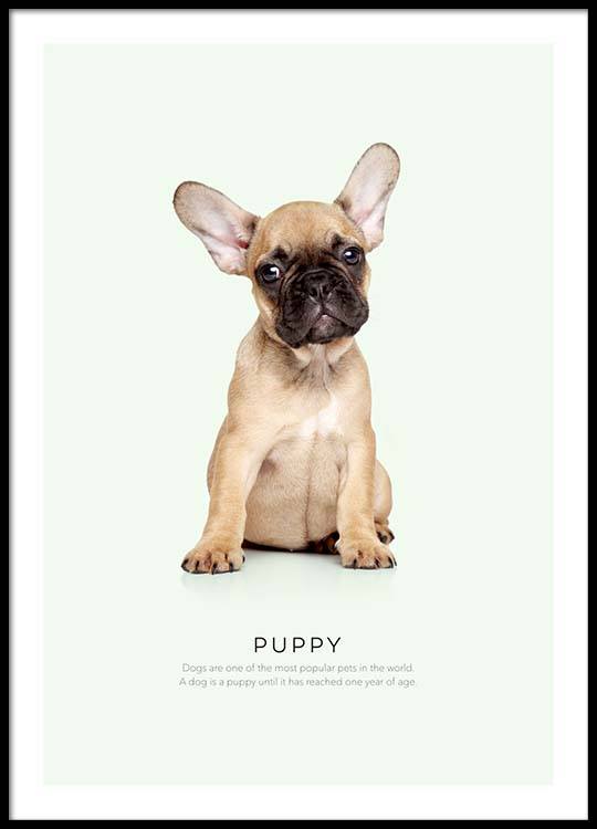 Puppy Poster