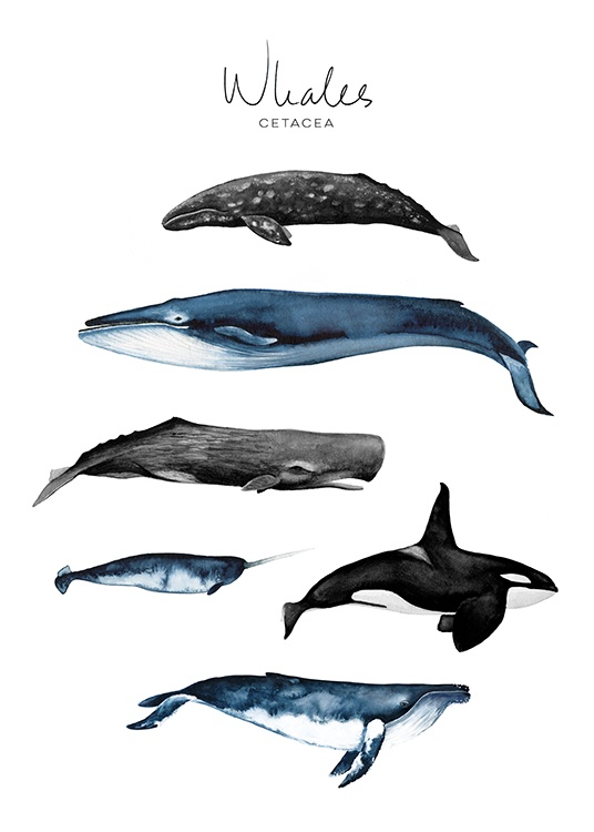 Whales Poster