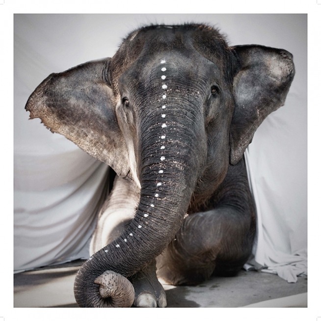 Love Warriors Adele Poster